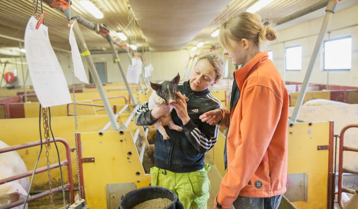 Företagare håller i gris