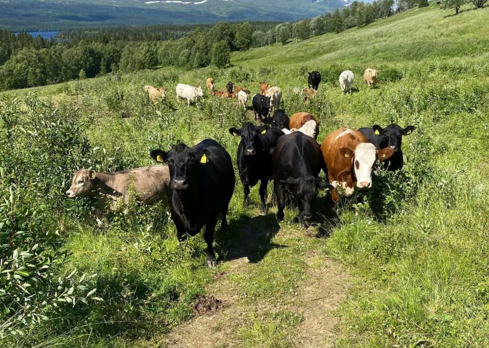 Grötoms lantbruk, köttdjur