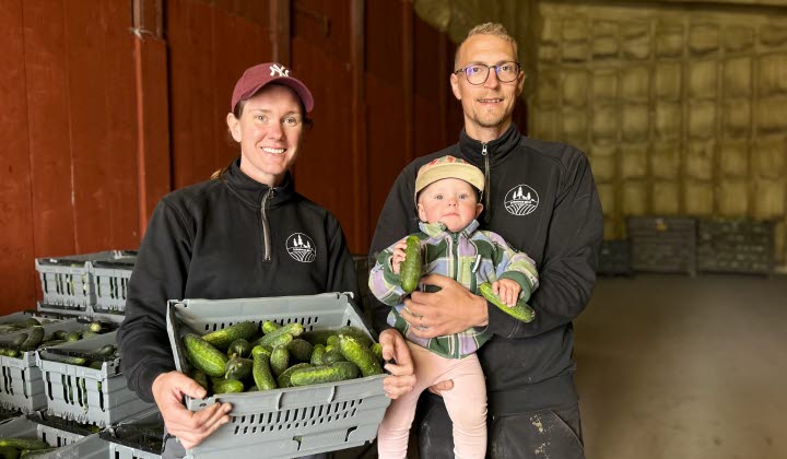 Pernilla håller en grå plastlåda med gurka, Andreas håller parets dotter som håller en gurka i handen. Paret står i en lagerlokal där grönsaker förvaras.