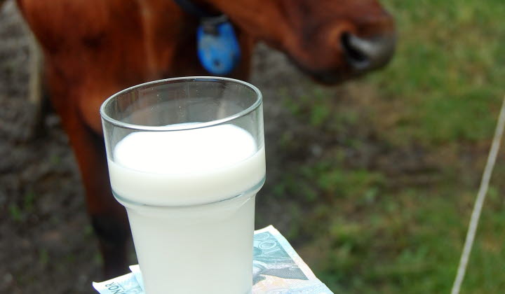 Kor mjölk och pengar i hage - beskärs vid användning