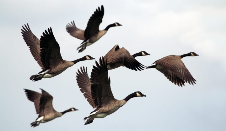 flygande gäss