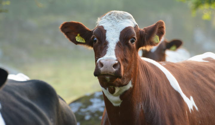 Kvigor på bete