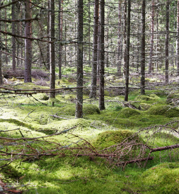 Skog med glänta