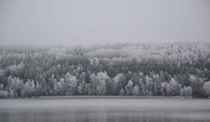 Skog i vinterskrud vid en sjö.