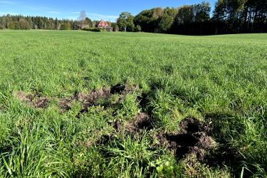 Vildsvinsbök vid Hovmanhult