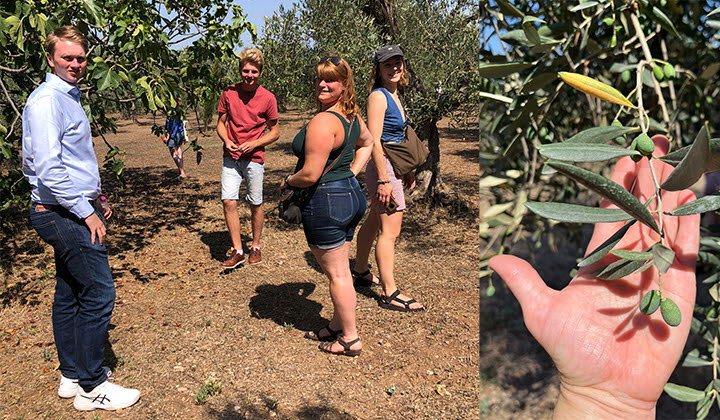 Fyra unga lantbrukare besöker olivlund i Bari