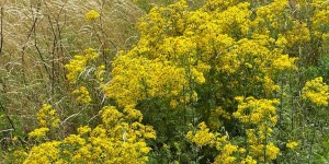 Tydligare ansvar för oönskade arter