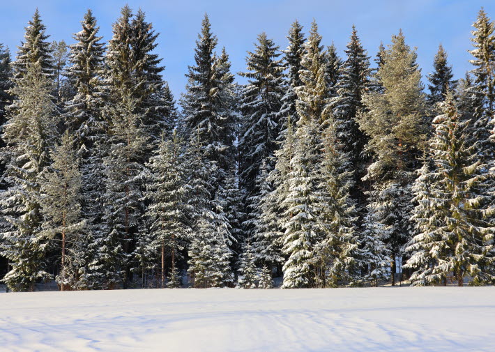 skog i Skellefteå-området, Västerbotten