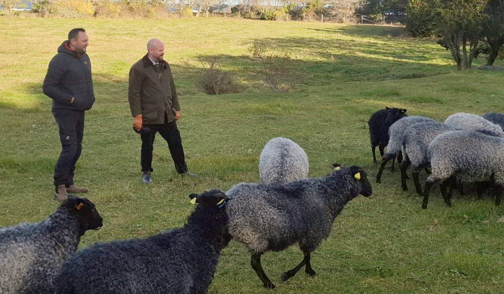Lantbrukaren Elof Nilsson och landsbygdsminister Peter Kullgren ute bland får i en fårhage.