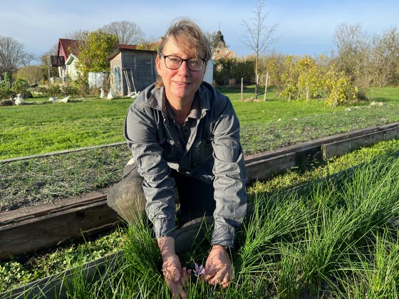 Saffransodlare Mathilda Åberg visar sina krokusar på Gotland 