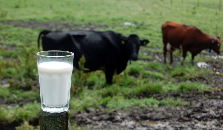 Kor och mjölkglas i hage - beskärs vid användning