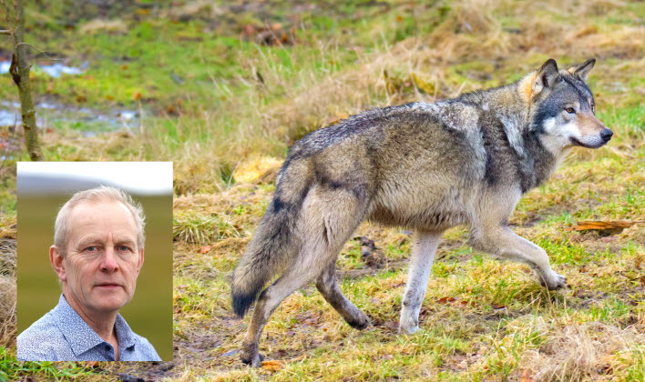 Fler vargar i Östergötland