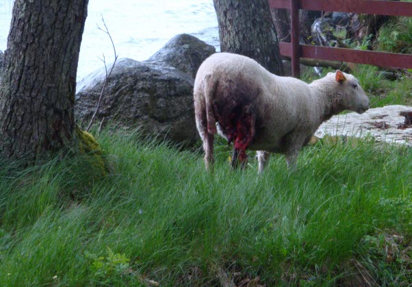 Lamm attackerats av varg