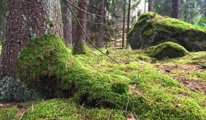 Skog